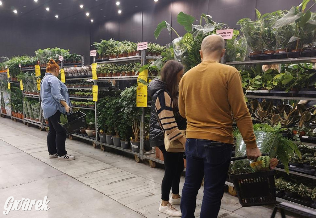 Festiwal Roślin. Wielki wybór, jakie ceny?