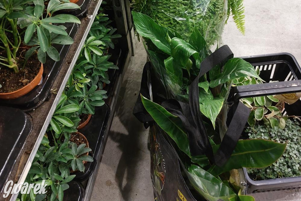 Festiwal Roślin. Wielki wybór, jakie ceny?