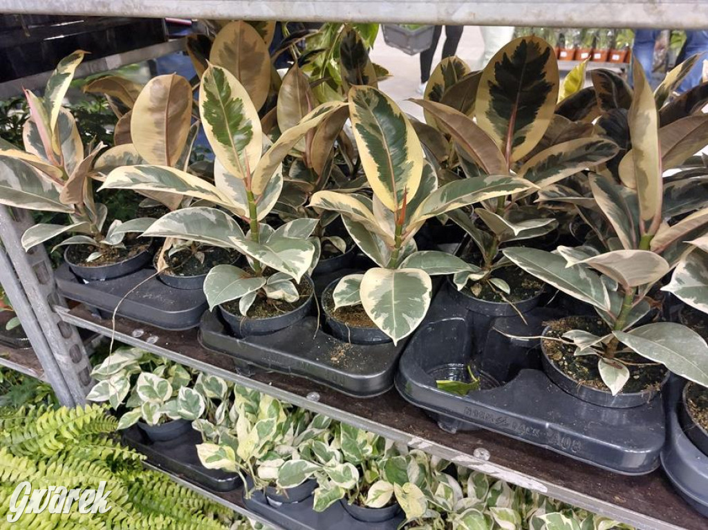 Festiwal Roślin. Wielki wybór, jakie ceny?