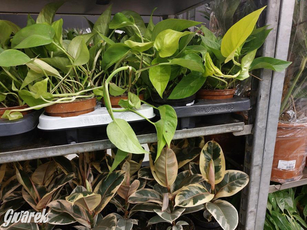 Festiwal Roślin. Wielki wybór, jakie ceny?