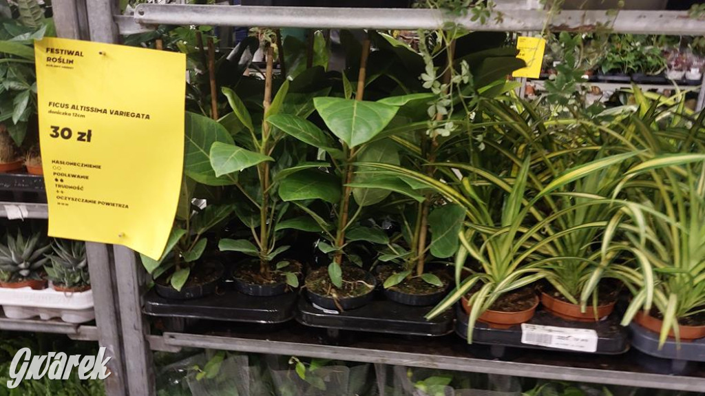 Festiwal Roślin. Wielki wybór, jakie ceny?