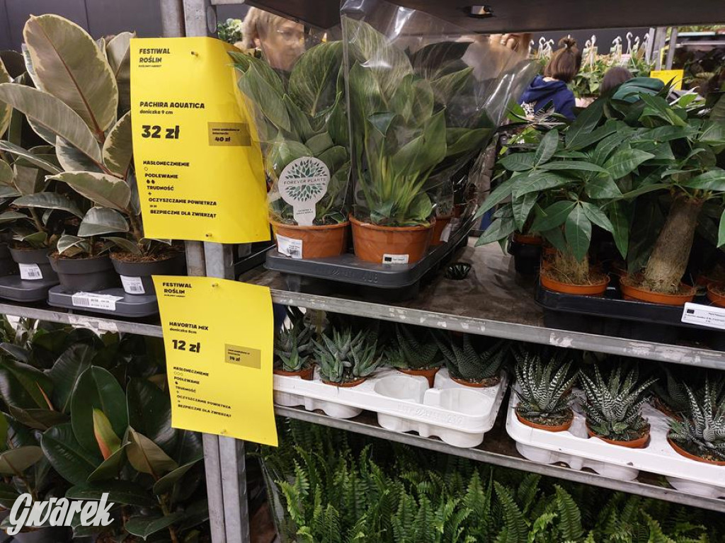 Festiwal Roślin. Wielki wybór, jakie ceny?