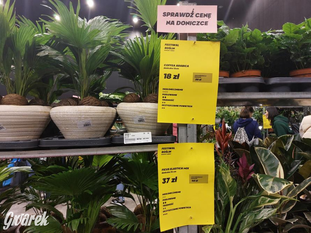 Festiwal Roślin. Wielki wybór, jakie ceny?