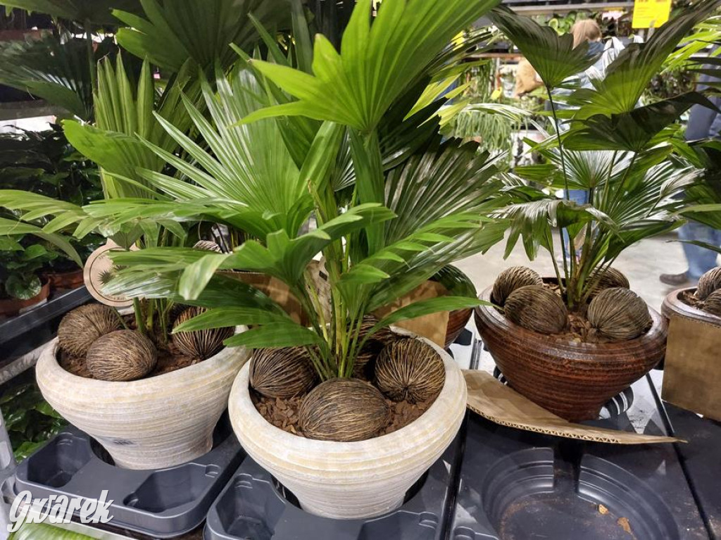 Festiwal Roślin. Wielki wybór, jakie ceny?