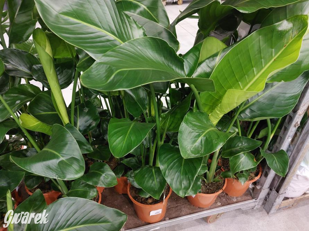 Festiwal Roślin. Wielki wybór, jakie ceny?