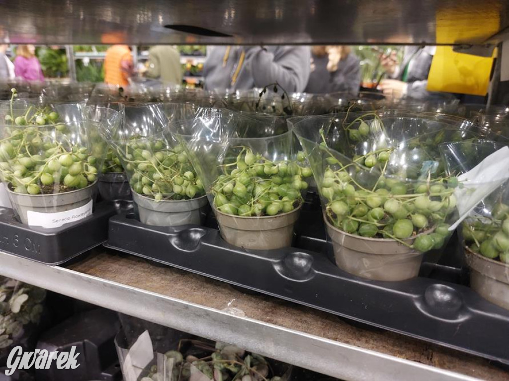 Festiwal Roślin. Wielki wybór, jakie ceny?