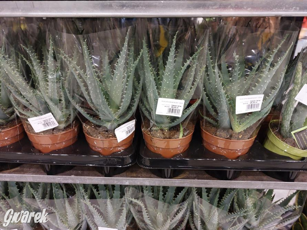 Festiwal Roślin. Wielki wybór, jakie ceny?