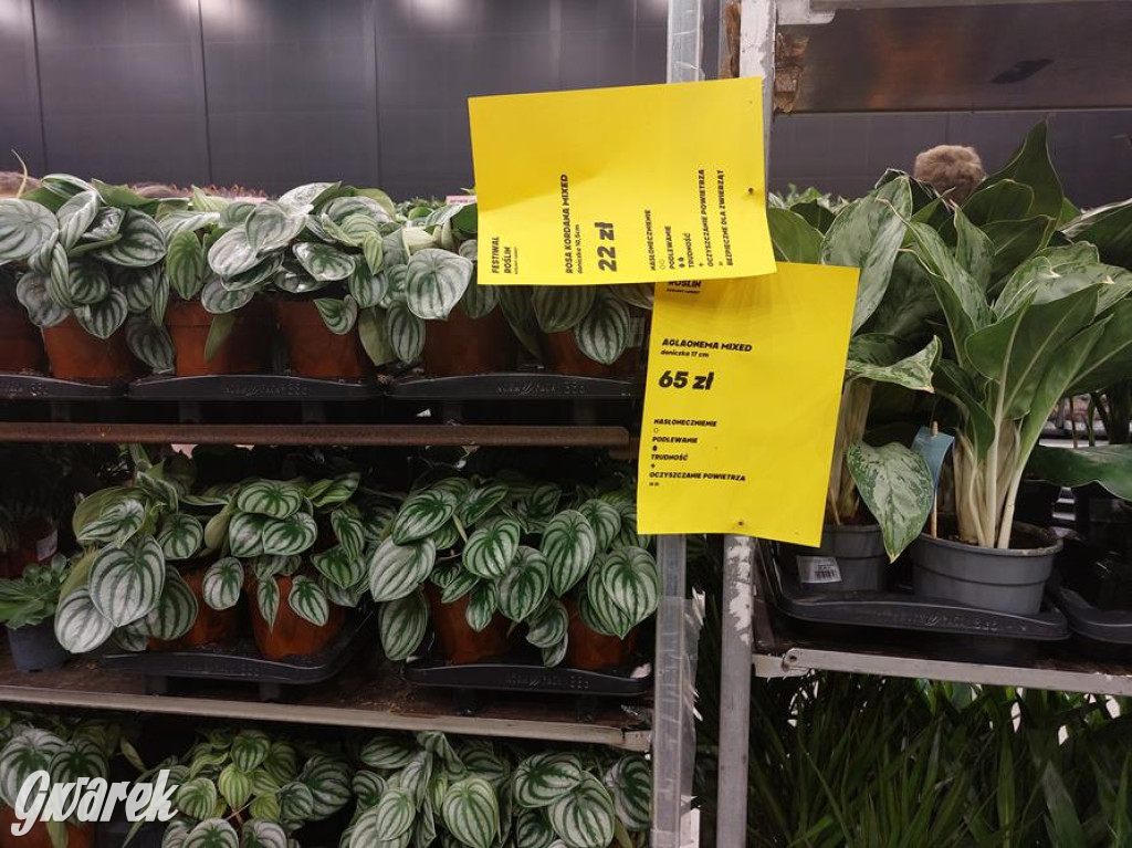 Festiwal Roślin. Wielki wybór, jakie ceny?