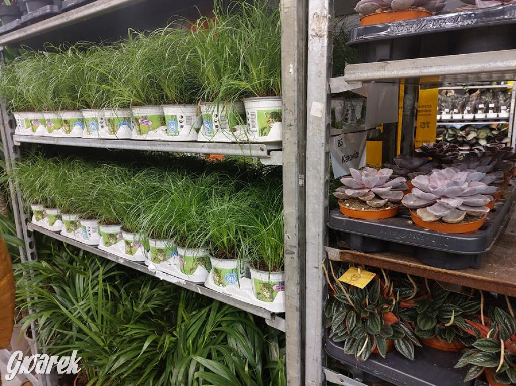 Festiwal Roślin. Wielki wybór, jakie ceny?