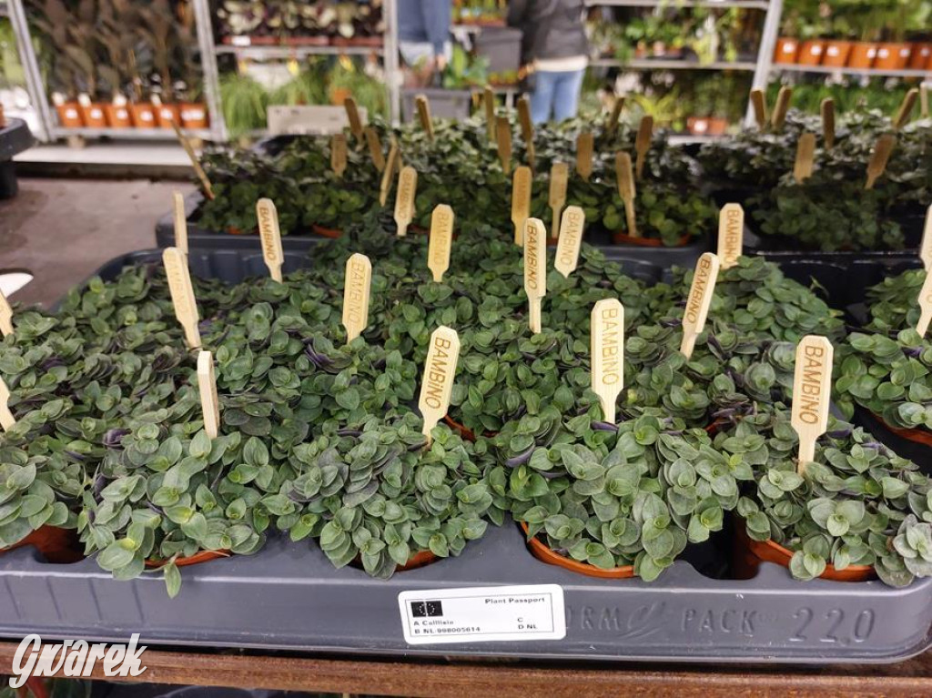 Festiwal Roślin. Wielki wybór, jakie ceny?