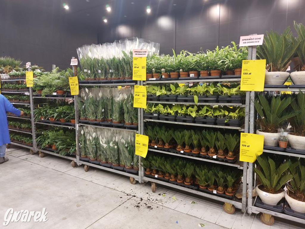 Festiwal Roślin. Wielki wybór, jakie ceny?