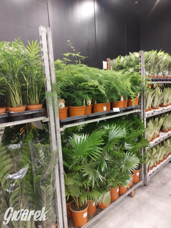 Festiwal Roślin. Wielki wybór, jakie ceny?