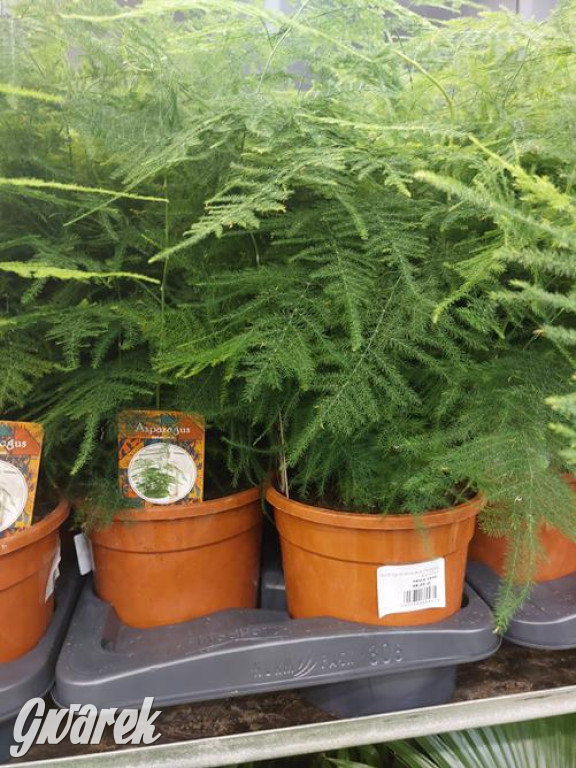 Festiwal Roślin. Wielki wybór, jakie ceny?