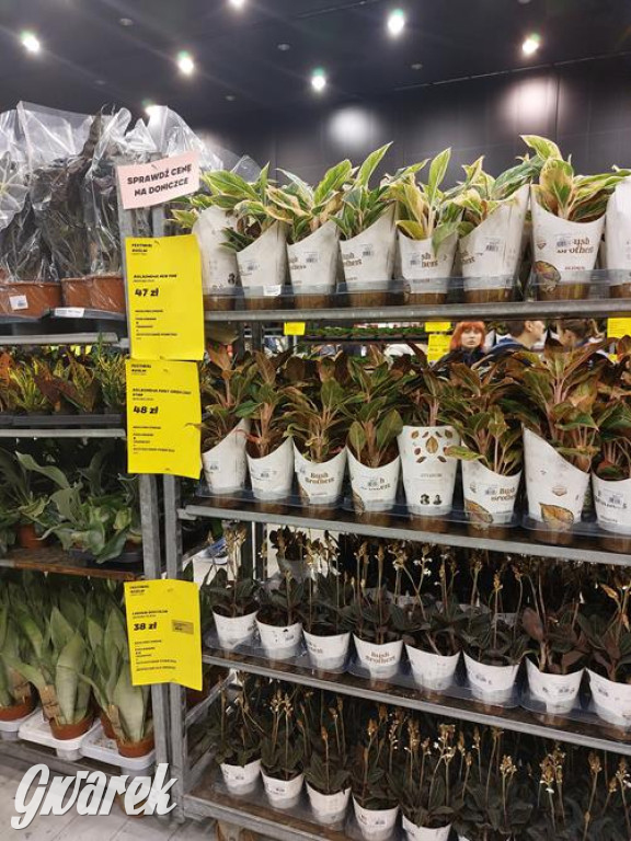 Festiwal Roślin. Wielki wybór, jakie ceny?