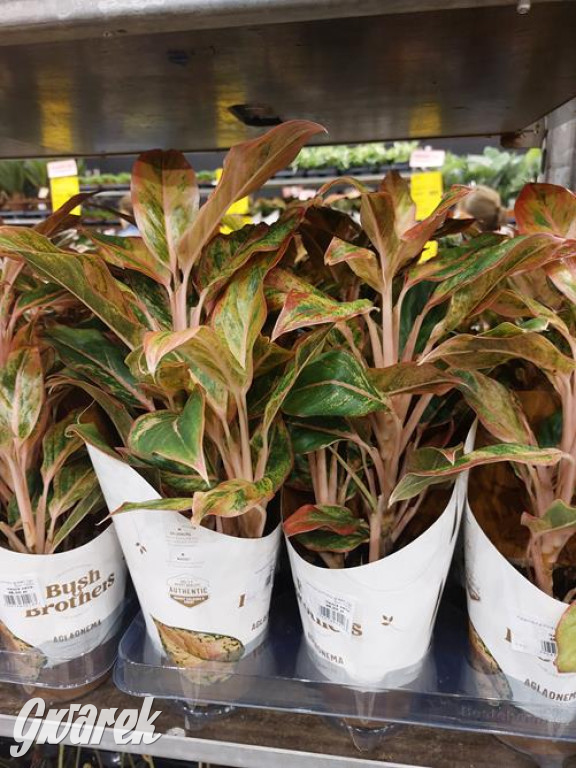 Festiwal Roślin. Wielki wybór, jakie ceny?