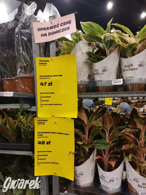 Festiwal Roślin. Wielki wybór, jakie ceny?