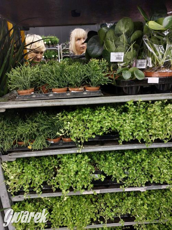 Festiwal Roślin. Wielki wybór, jakie ceny?