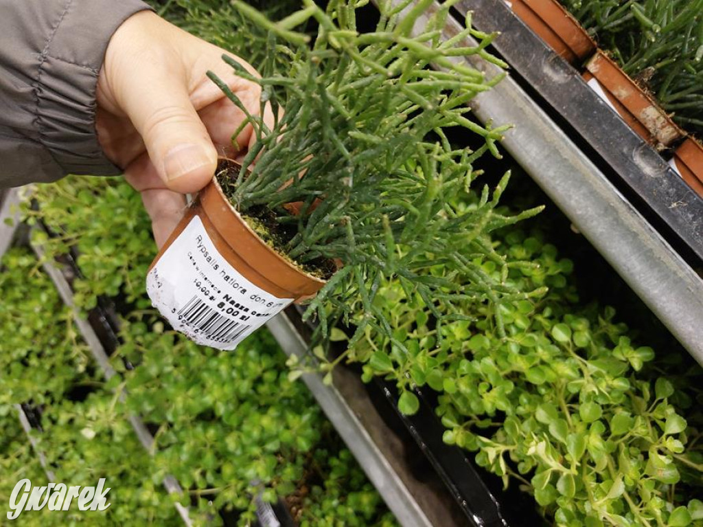 Festiwal Roślin. Wielki wybór, jakie ceny?