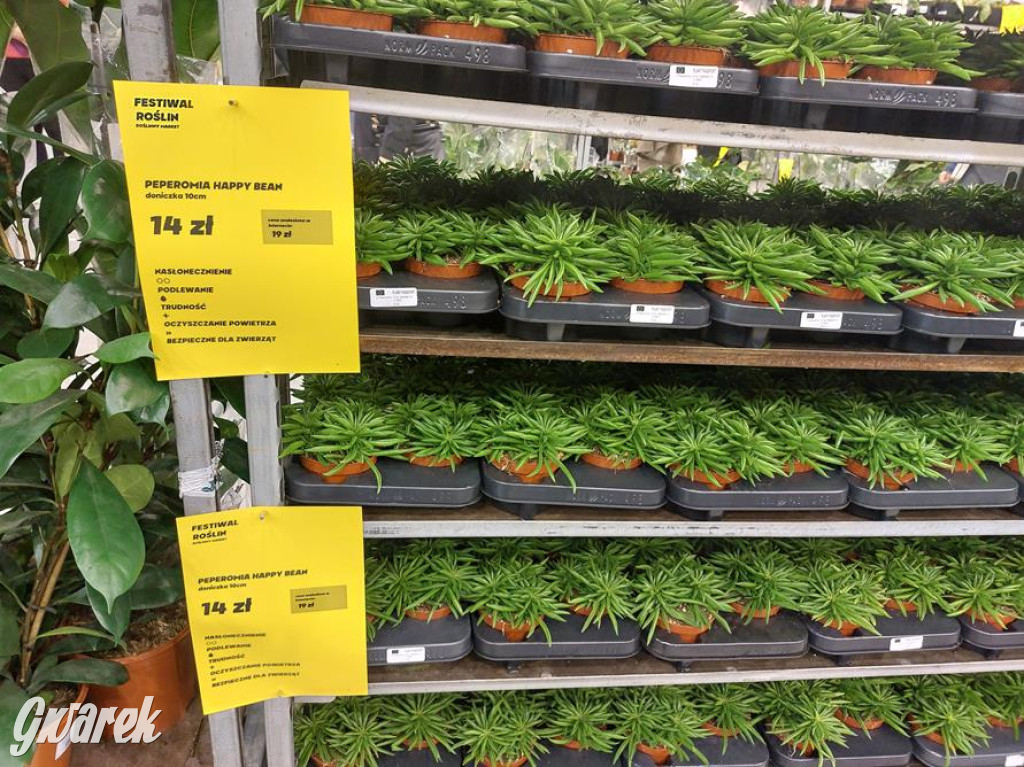 Festiwal Roślin. Wielki wybór, jakie ceny?