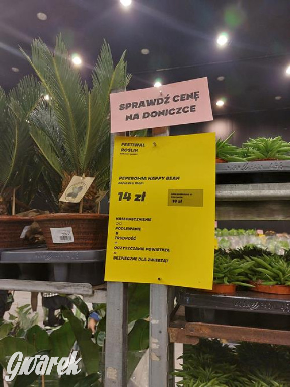 Festiwal Roślin. Wielki wybór, jakie ceny?