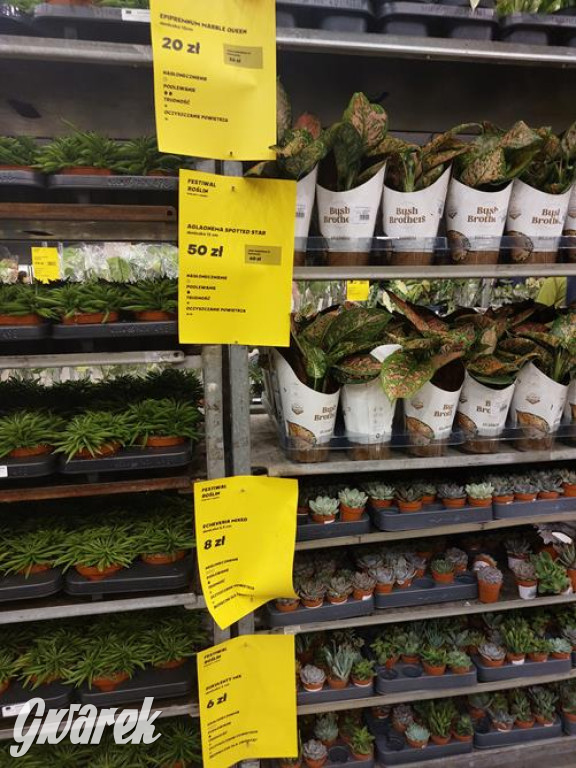 Festiwal Roślin. Wielki wybór, jakie ceny?