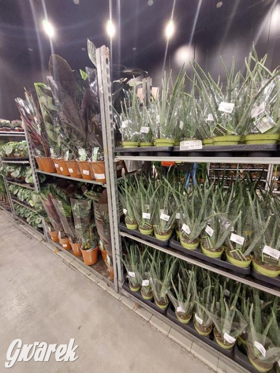 Festiwal Roślin. Wielki wybór, jakie ceny?