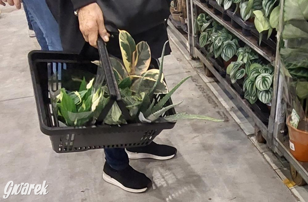 Festiwal Roślin. Wielki wybór, jakie ceny?