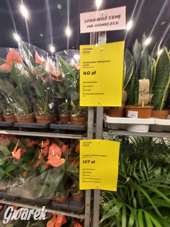 Festiwal Roślin. Wielki wybór, jakie ceny?