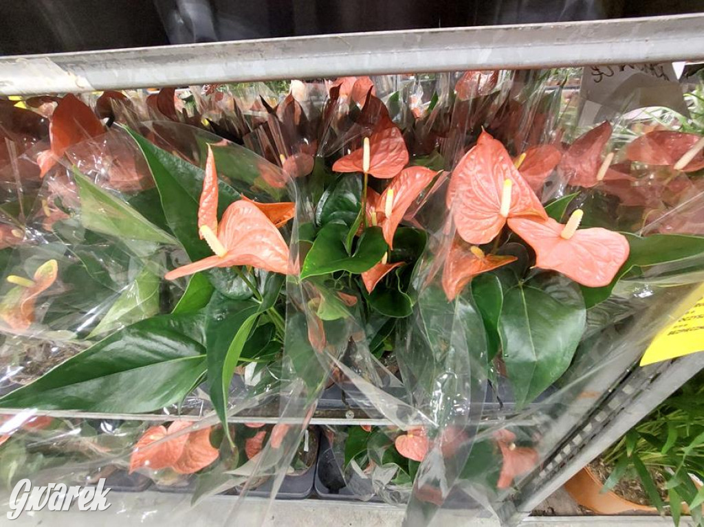 Festiwal Roślin. Wielki wybór, jakie ceny?