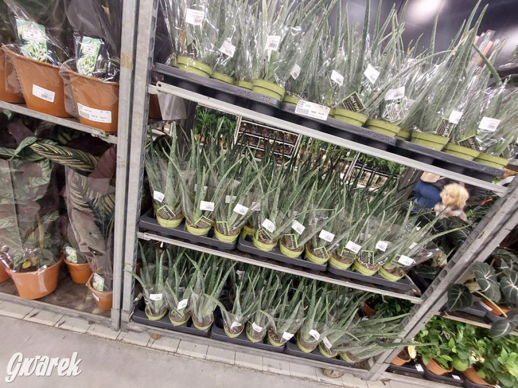 Festiwal Roślin. Wielki wybór, jakie ceny?