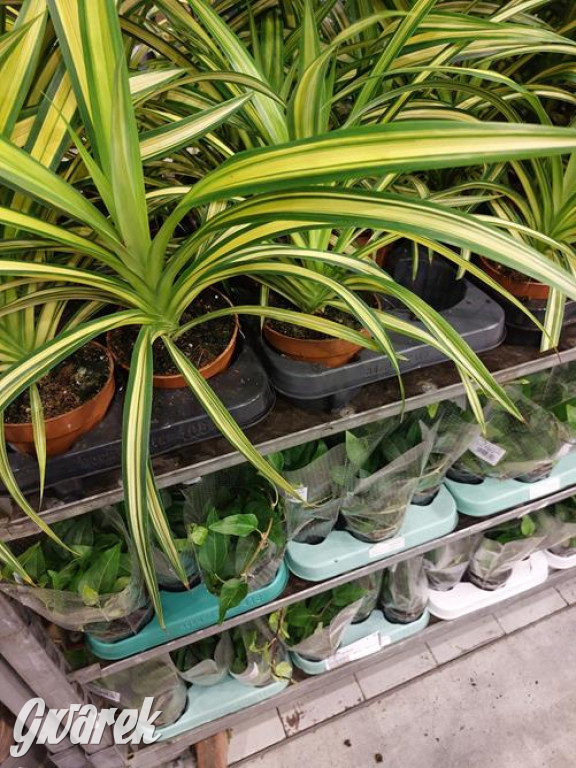 Festiwal Roślin. Wielki wybór, jakie ceny?