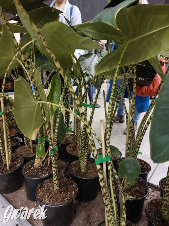 Festiwal Roślin. Wielki wybór, jakie ceny?