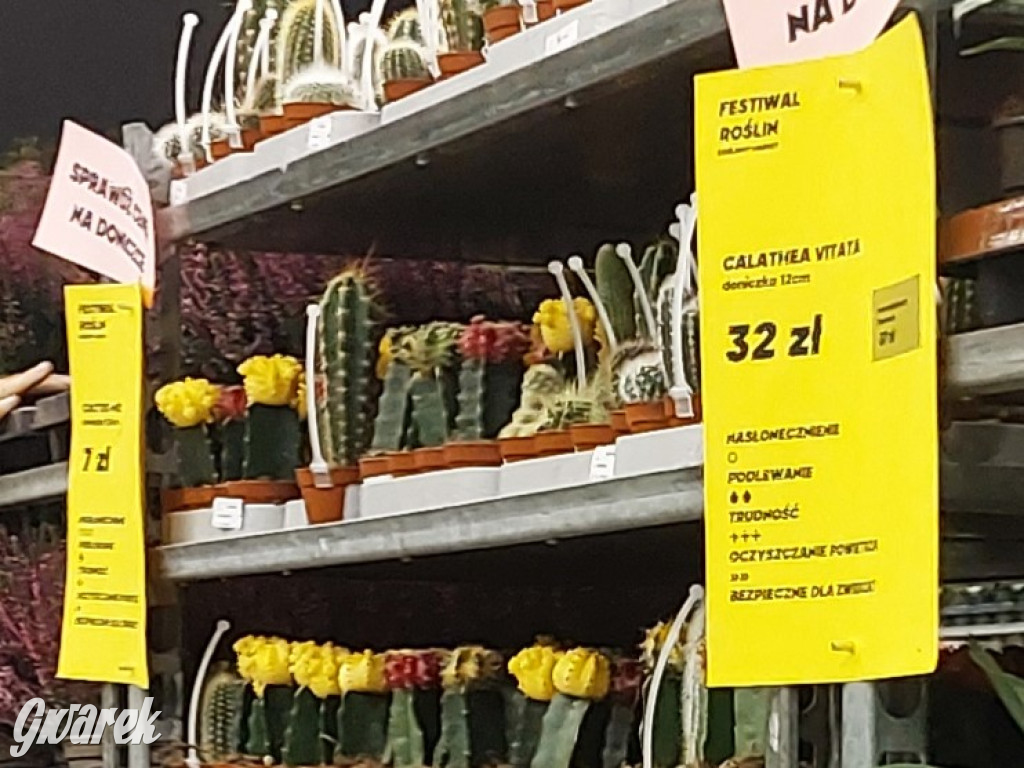 Festiwal Roślin. Wielki wybór, jakie ceny?