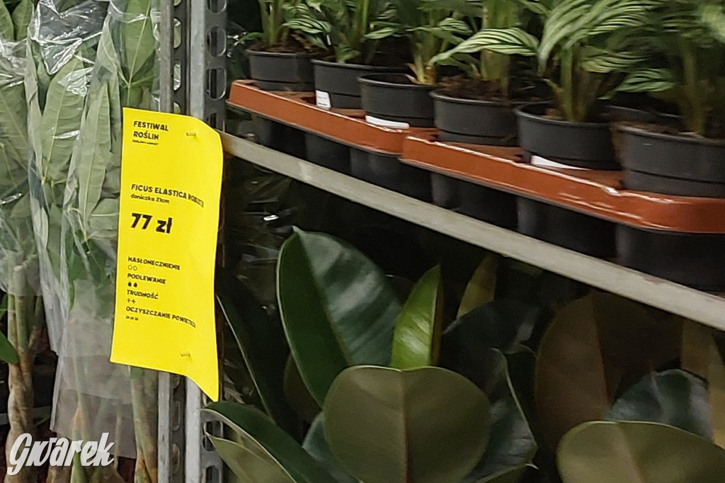 Festiwal Roślin. Wielki wybór, jakie ceny?