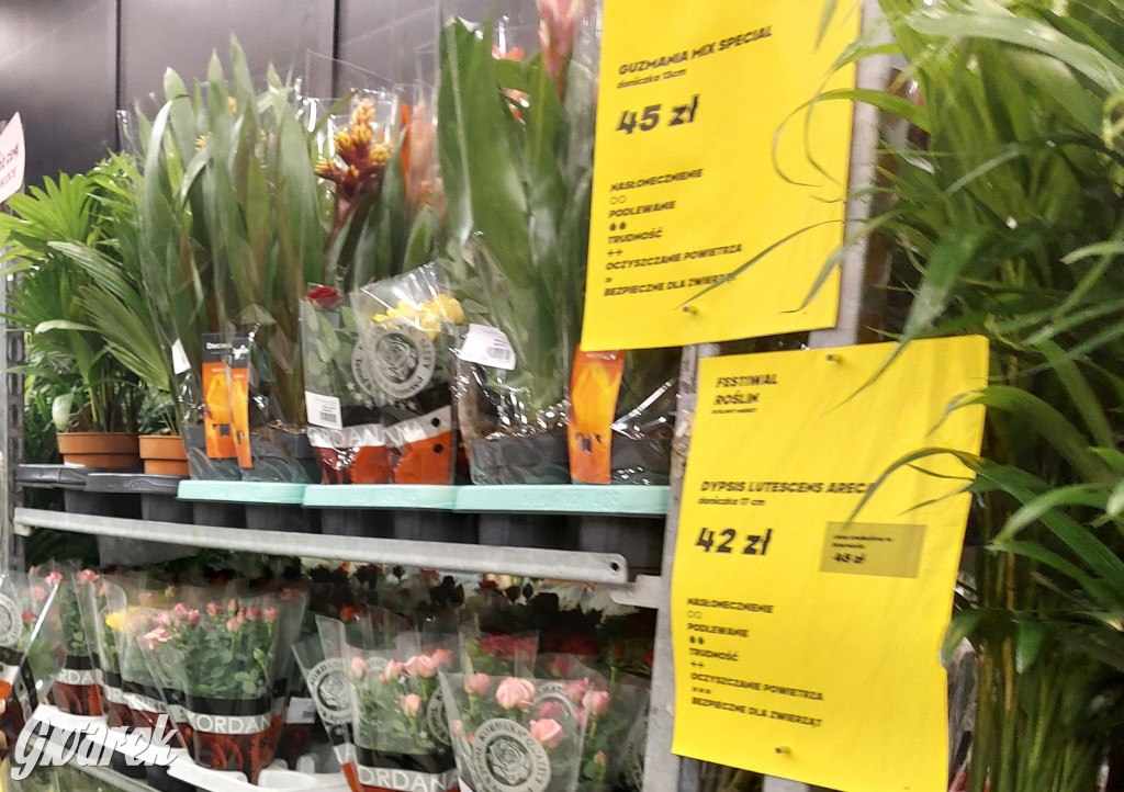 Festiwal Roślin. Wielki wybór, jakie ceny?