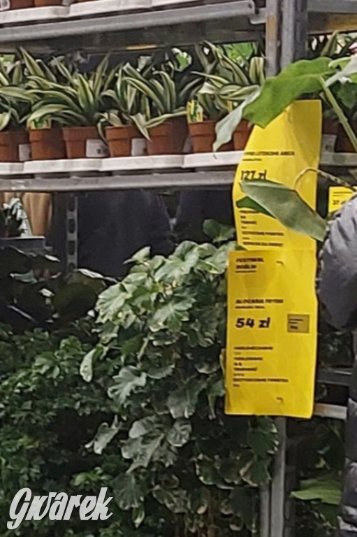 Festiwal Roślin. Wielki wybór, jakie ceny?