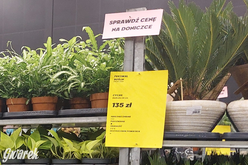 Festiwal Roślin. Wielki wybór, jakie ceny?