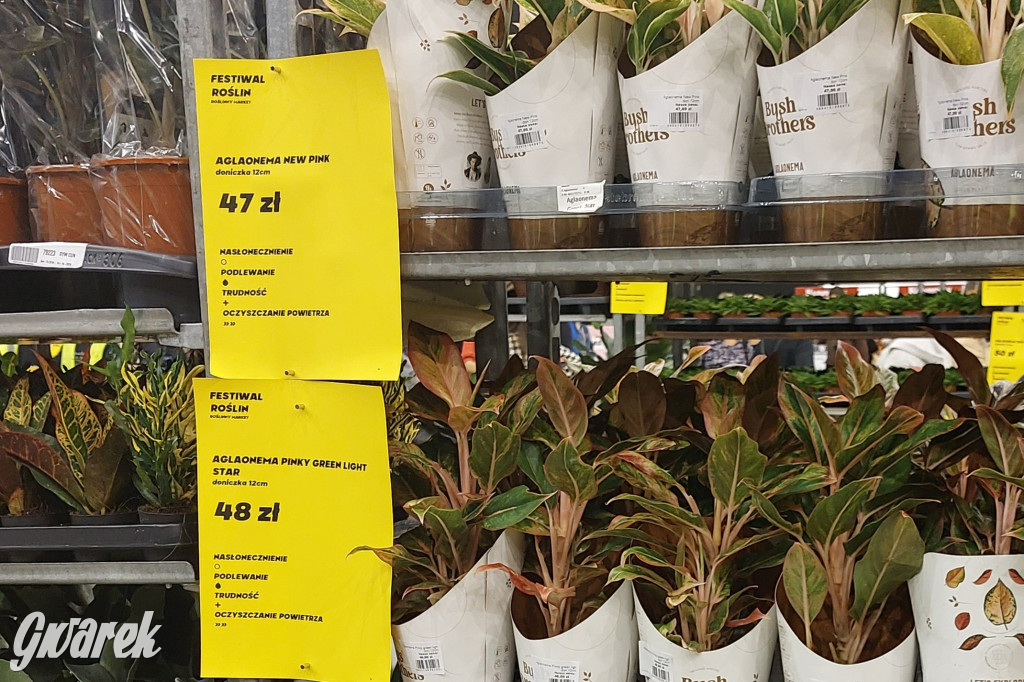 Festiwal Roślin. Wielki wybór, jakie ceny?