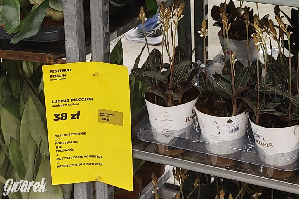 Festiwal Roślin. Wielki wybór, jakie ceny?