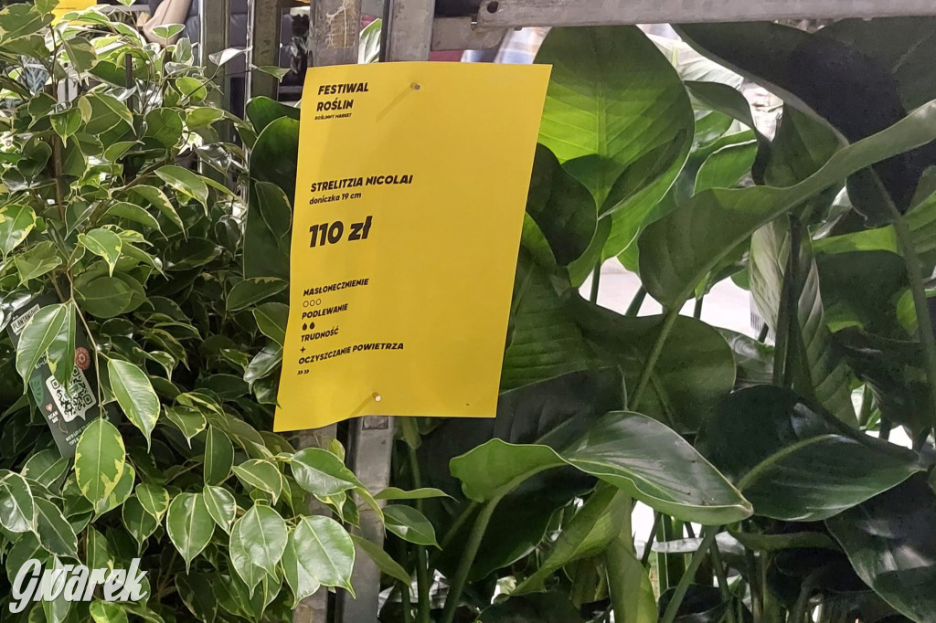 Festiwal Roślin. Wielki wybór, jakie ceny?