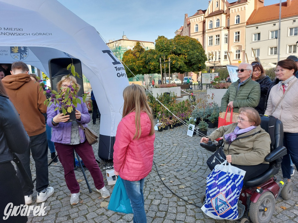 Tarnowskie Góry. Sadzonka za elektrośmieci