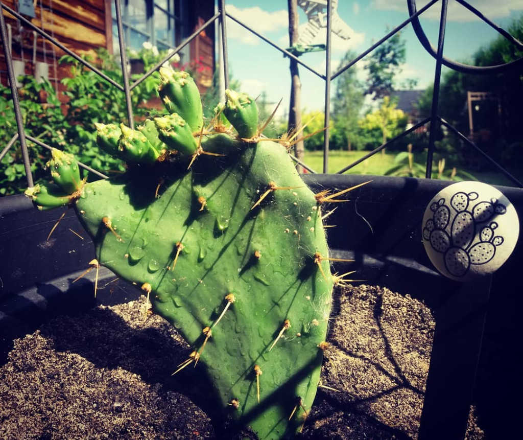 Zopocie. Loftowood na obrzeżach miasta