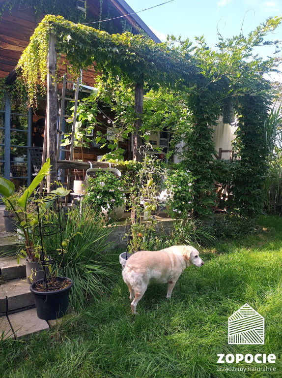 Zopocie. Loftowood na obrzeżach miasta