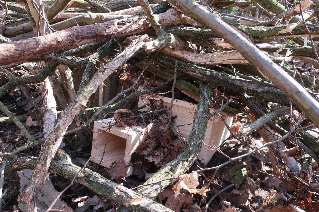 Domki dla jeży w parku