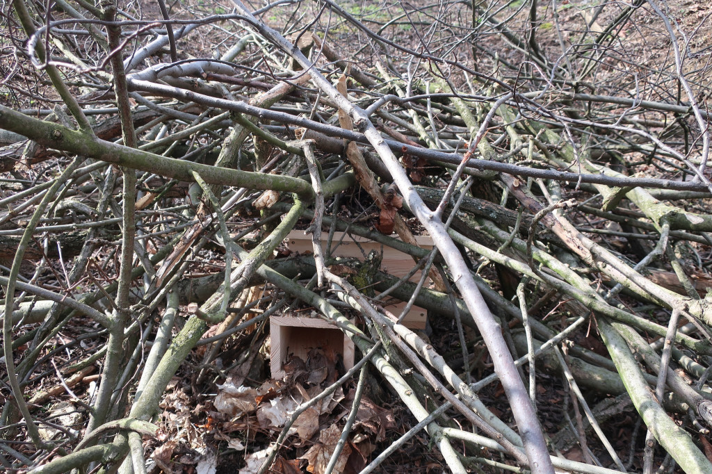 Domki dla jeży w parku