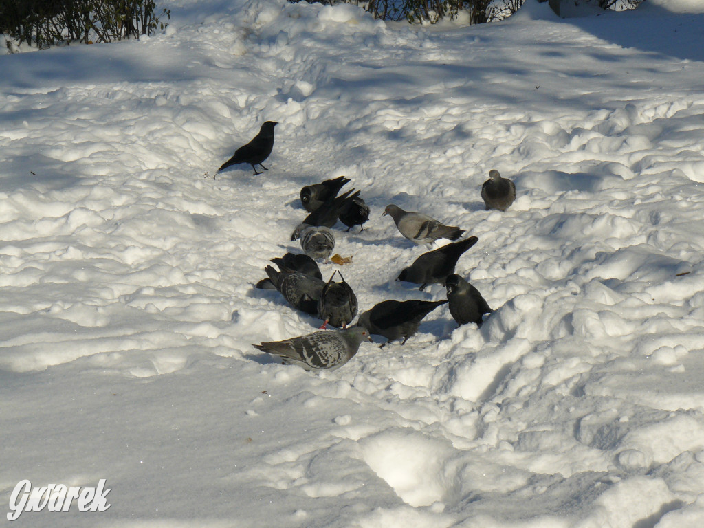 Tarnowskie Góry. Jak oceniacie akcję zima?