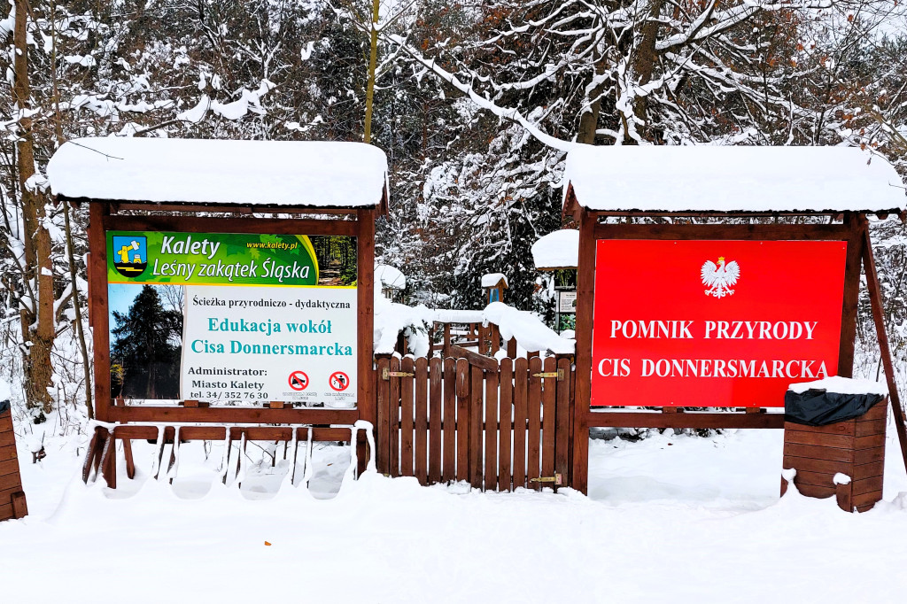 Kalety. Cis Donnersmarcka w zimowej szacie