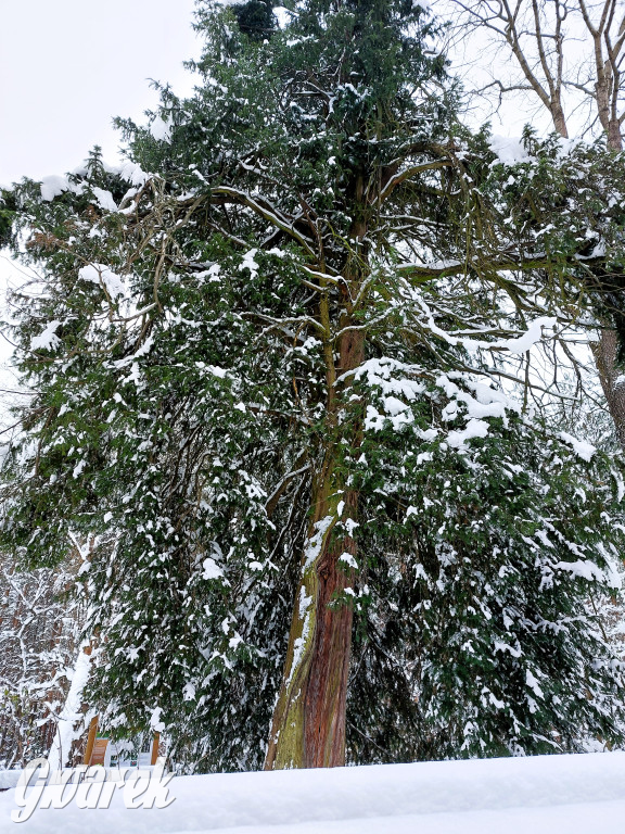 Kalety. Cis Donnersmarcka w zimowej szacie