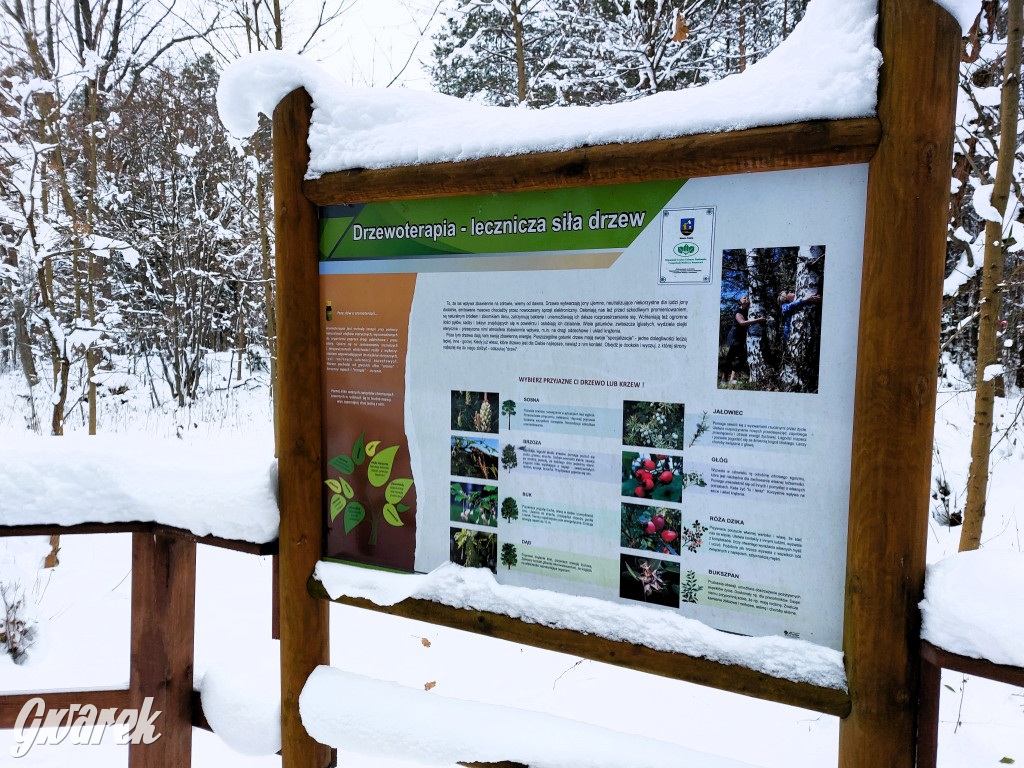 Kalety. Cis Donnersmarcka w zimowej szacie