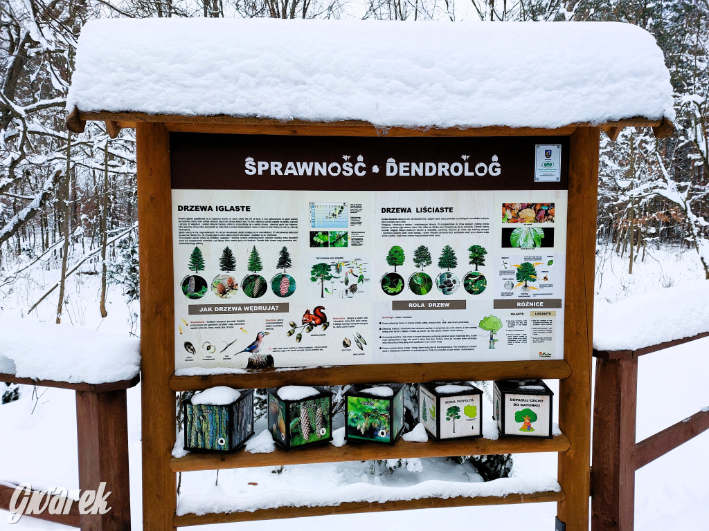 Kalety. Cis Donnersmarcka w zimowej szacie